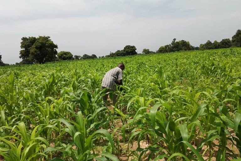 Production céréalière maïs Bénin nouvelle filière 2026